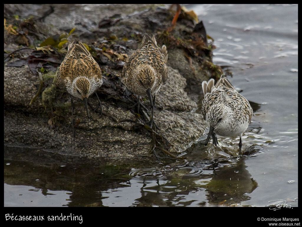 Bécasseau sanderlingadulte nuptial, identification