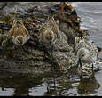 Bécasseau sanderling