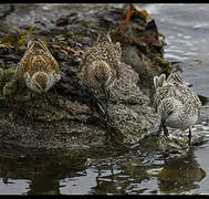 Sanderling