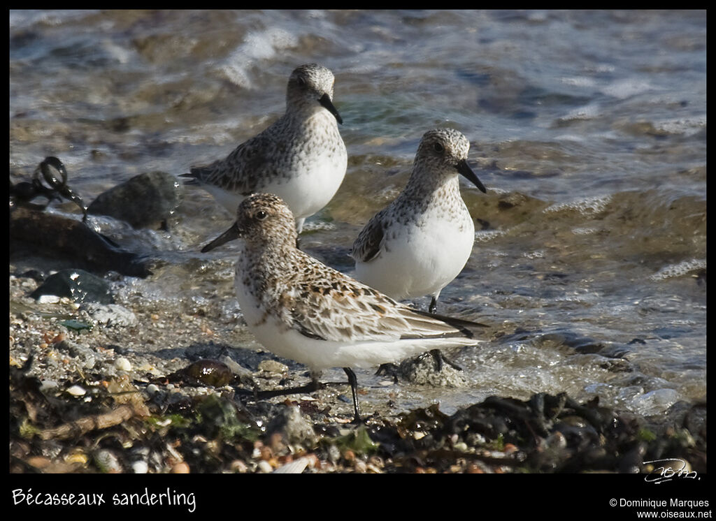 Bécasseau sanderlingadulte nuptial, identification