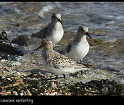 Bécasseau sanderling