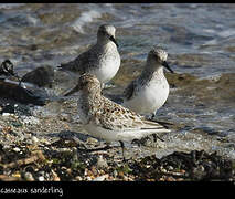 Sanderling