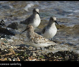 Bécasseau sanderling