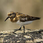 Bécasseau sanderling