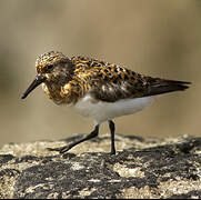 Sanderling