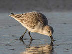 Bécasseau sanderling