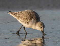 Bécasseau sanderling