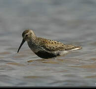 Dunlin