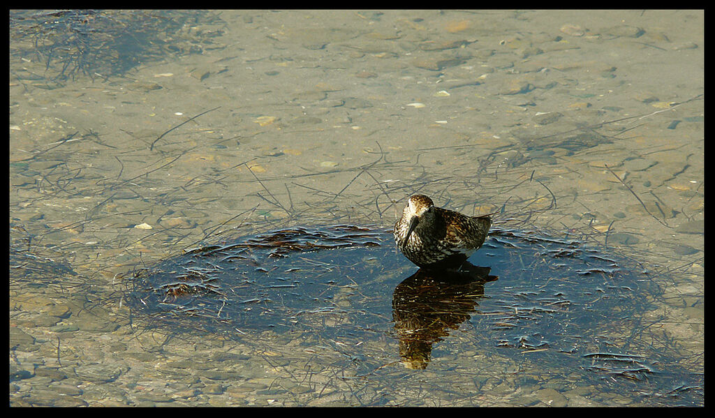 Dunlinadult breeding, identification