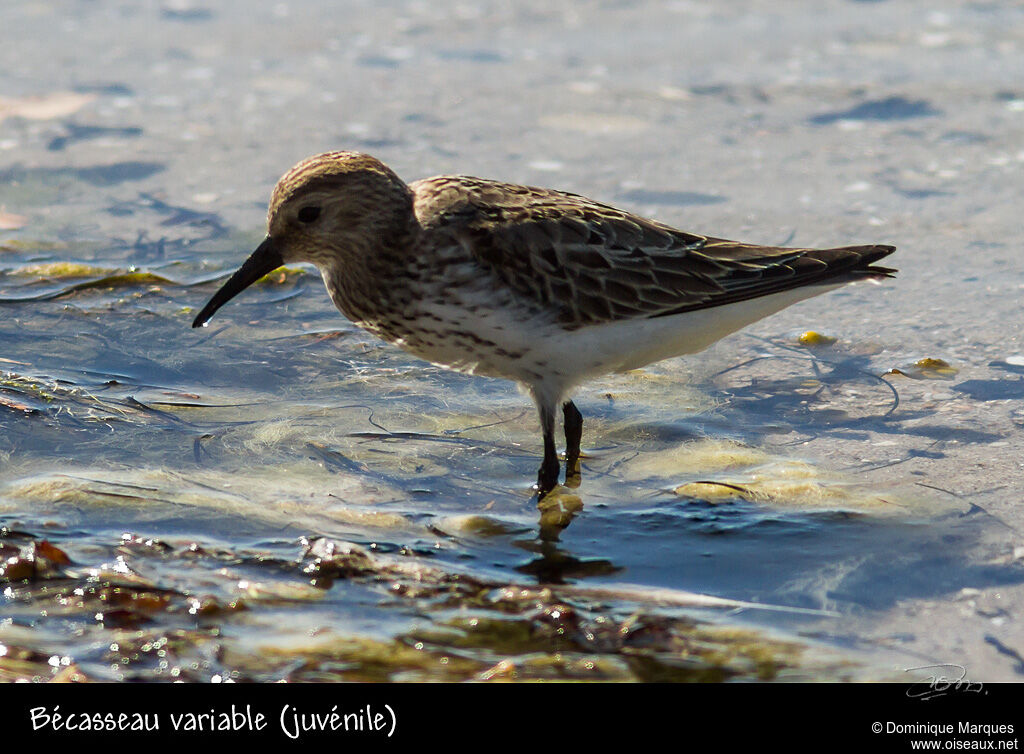 Bécasseau variable1ère année, identification