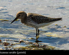 Dunlin