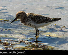 Bécasseau variable