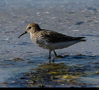 Dunlin