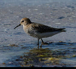 Bécasseau variable