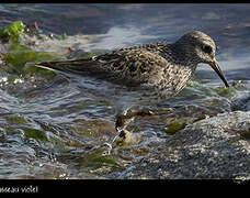 Purple Sandpiper