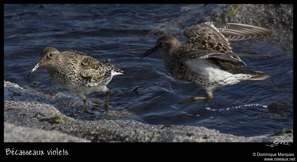 Purple Sandpiperadult breeding, identification, Behaviour