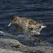 Purple Sandpiper