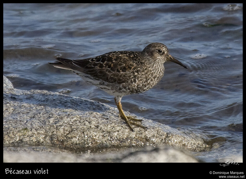 Bécasseau violetadulte nuptial, identification