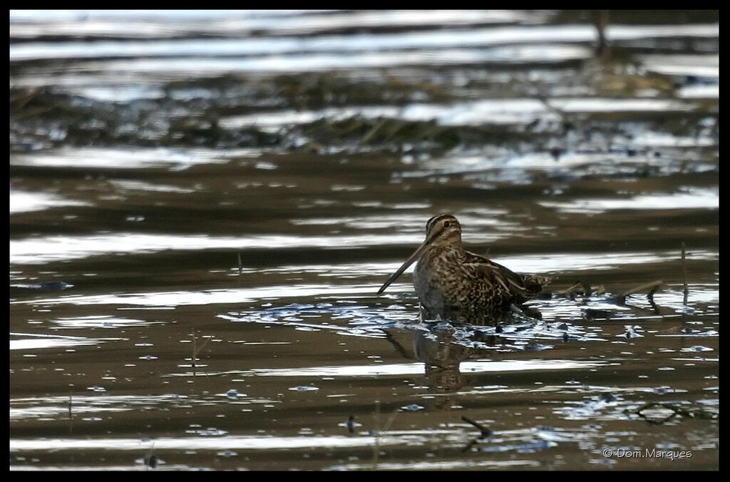 Common Snipeadult