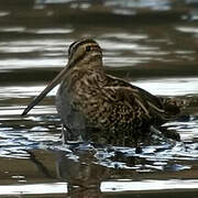 Common Snipe