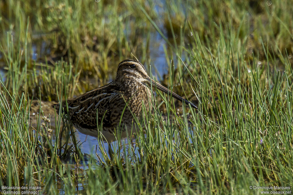 Bécassine des maraisadulte, identification