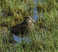 Common Snipe