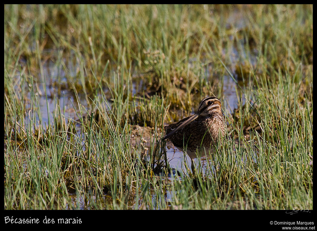 Bécassine des maraisadulte, identification