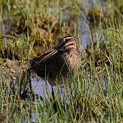 Common Snipe