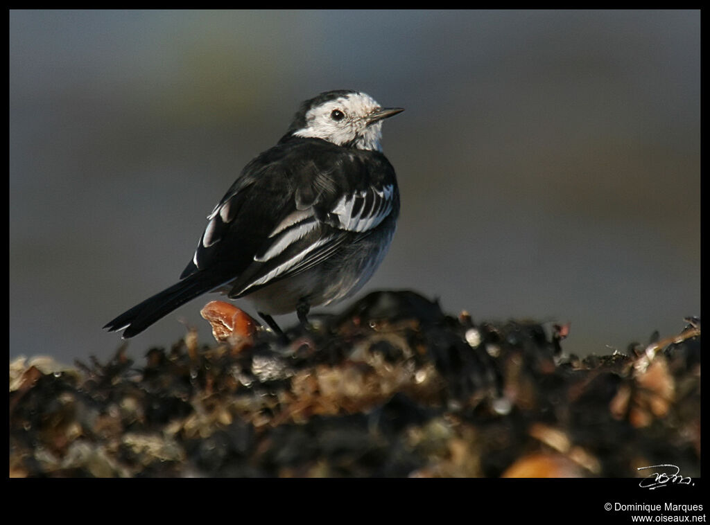 White Wagtail (yarrellii)adult, identification