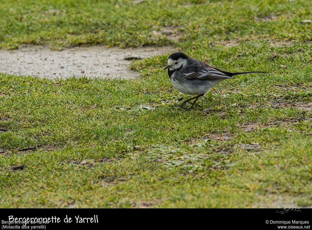 White Wagtail (yarrellii)adult, identification