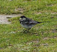 White Wagtail (yarrellii)