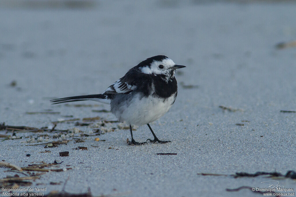 White Wagtail (yarrellii)adult, identification