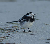 White Wagtail (yarrellii)