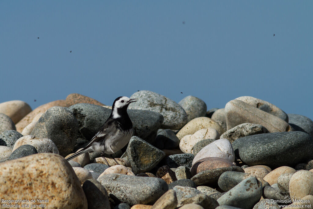 White Wagtail (yarrellii)