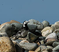 White Wagtail (yarrellii)