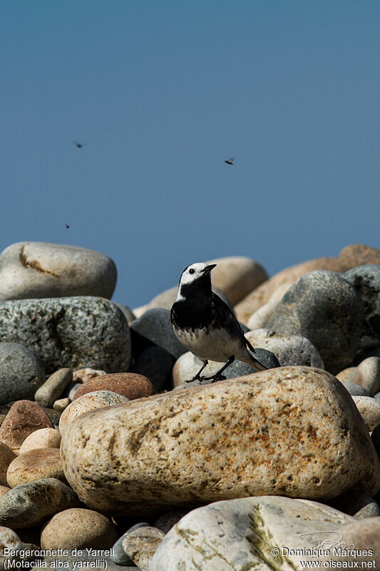 White Wagtail (yarrellii)adult breeding, identification