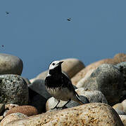 White Wagtail (yarrellii)