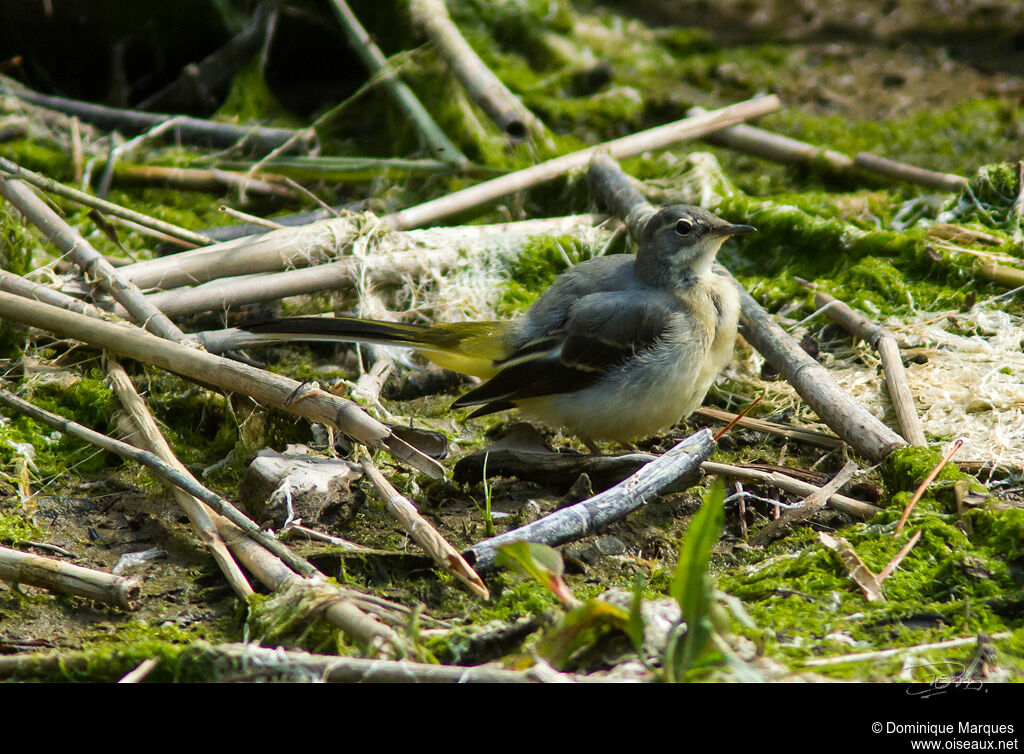 Grey Wagtailadult, identification, Behaviour