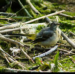 Bergeronnette des ruisseaux