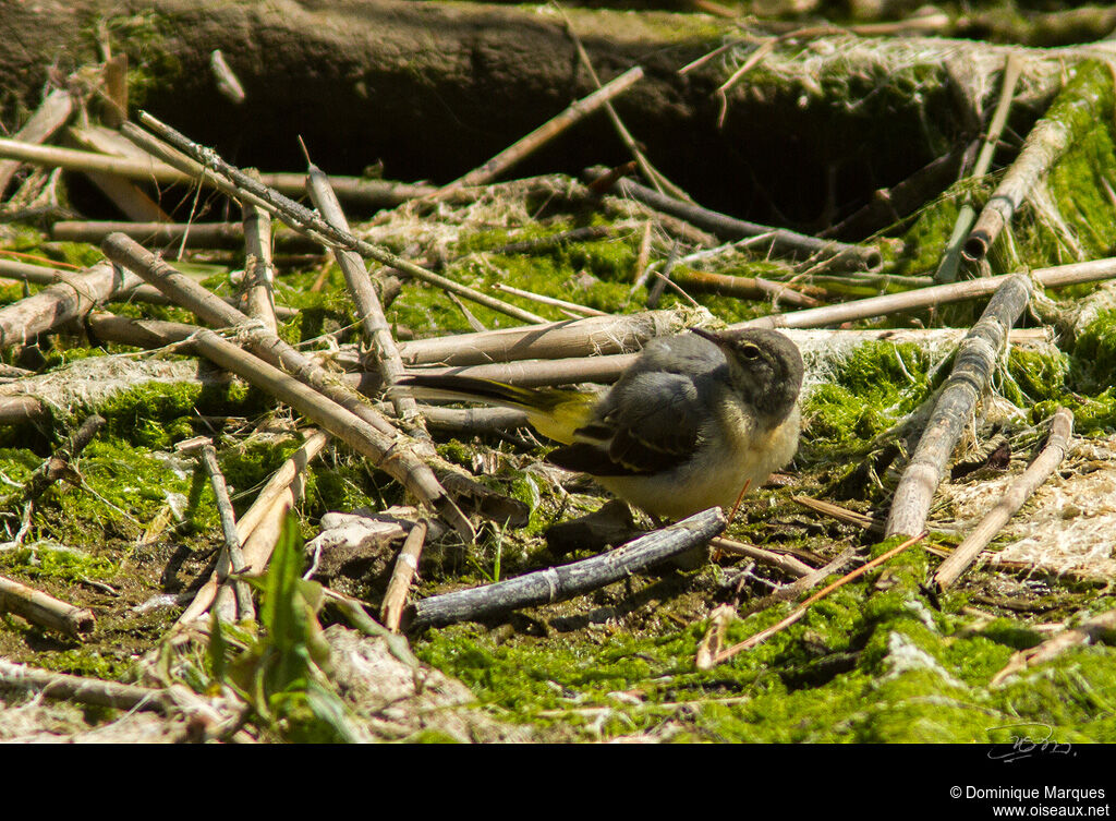 Grey Wagtailadult, identification, Behaviour