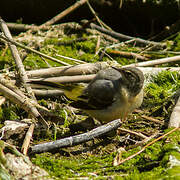 Grey Wagtail