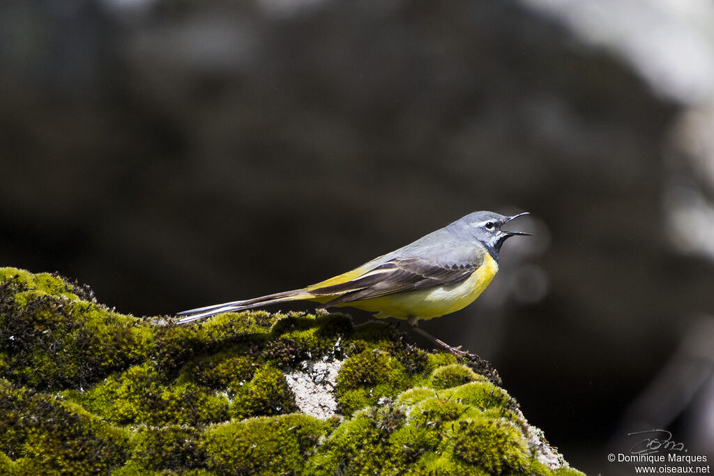 Grey Wagtail male adult breeding, identification