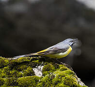 Grey Wagtail