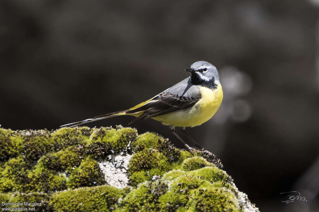 Grey Wagtail male adult breeding, identification