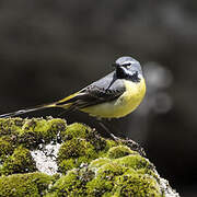 Grey Wagtail