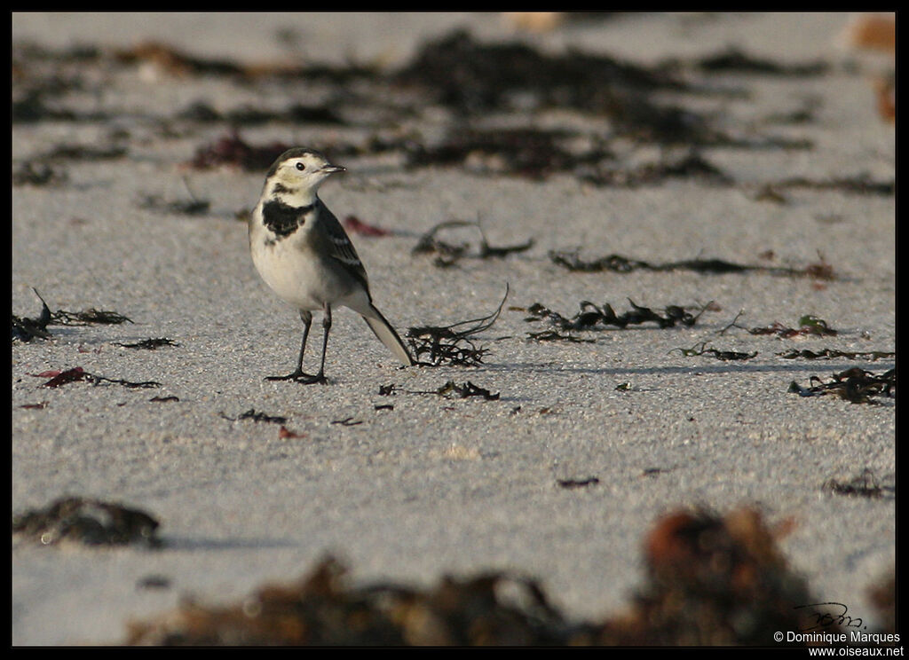 White Wagtailadult