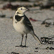 White Wagtail