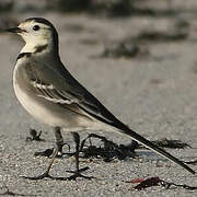 White Wagtail