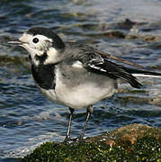 White Wagtail