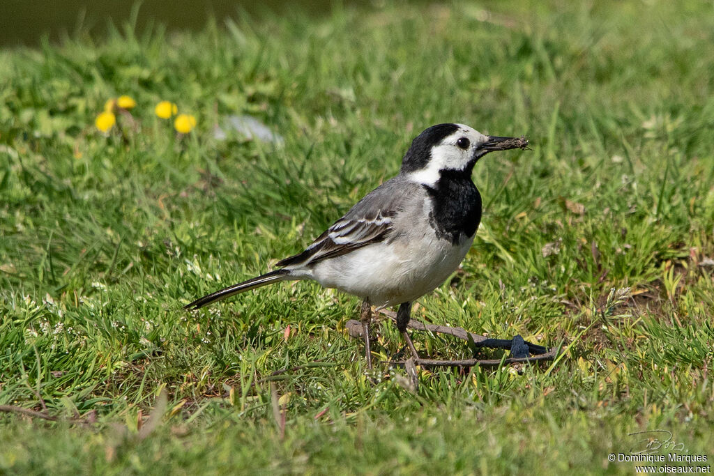 White Wagtailadult breeding, identification, eats